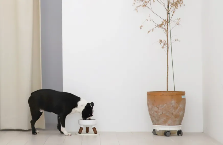 Pet Bowl - Oreo Table 2